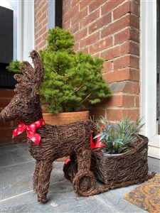 Brushwood Reindeer with Sleigh 52cm - Brown (INDOOR/OUTDOOR)