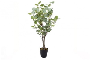 Eucalyptus Tree 85cm