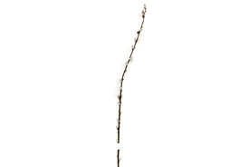 Artificial Pussy Willow Stem 100cm