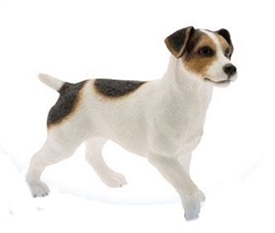 Jack Russell Terrier