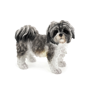 Shih Tzu - Black & White