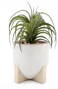 Succulent In Standing Pot 20cm