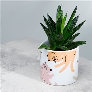 Large Ceramic Cats Life Indoor Plant Pot 11.5cm