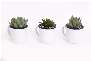 Succulent In Cup 3 Assorted