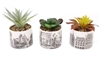 Succulent In Pot 10cm 3 Assorted