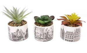 Succulent In Pot 10cm 3 Assorted