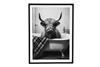 Cow Bath Framed Canvas 60cm