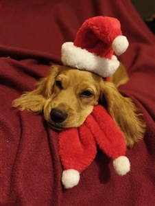 Dog Christmas Hat & Scarf Set
