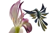 Hummingbird and Orchids Genuine Oaxacan Wood Carving