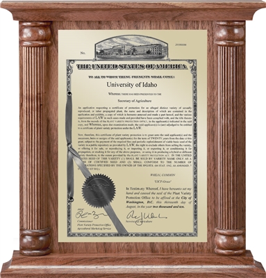 Patent Plaques Custom Wall Hanging Column PVP Plaque - 12" x 12.5" Gold and Walnut.