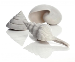 BiOrb Sea Shells