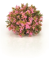 BiOrb Pink Topiary Ball