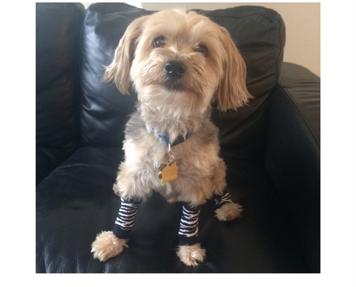 Dog Leg Warmers in Zebra Print AllDogBoots