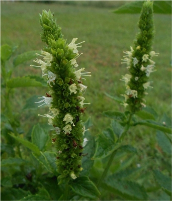 Yellow Giant Hyssop