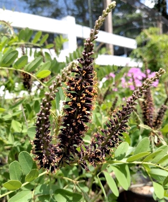 False Indigo Bush