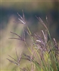 Big Bluestem