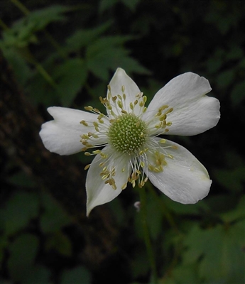 Thimbleweed