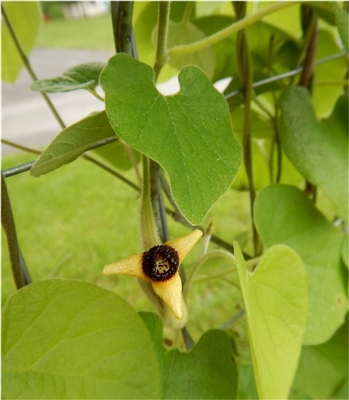 Dutchman's Pipevine