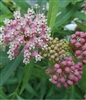 Swamp Milkweed