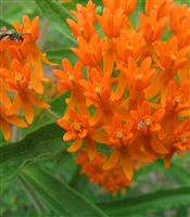 Butterfly Milkweed