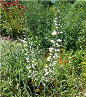 White Wild Indigo