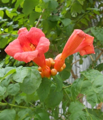 Trumpet Vine