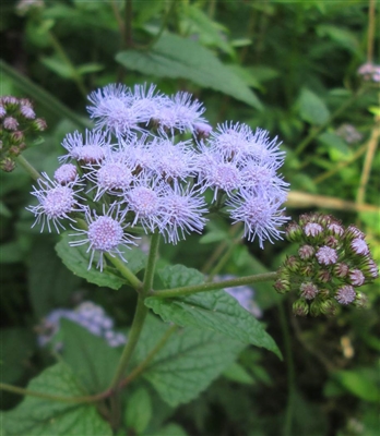 Mist Flower