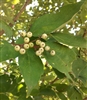 Rough-leaved Dogwood