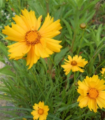 Lance-leaf Coreopsis