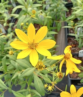 Greater Tickseed