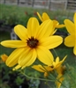 Tall Coreopsis