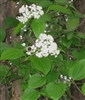 Climbing Hydrangea