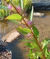 Swamp Loosestrife