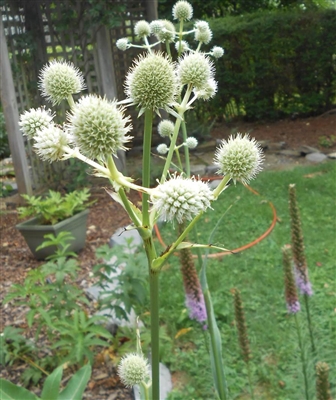 Rattlesnake Master