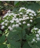 White Snakeroot