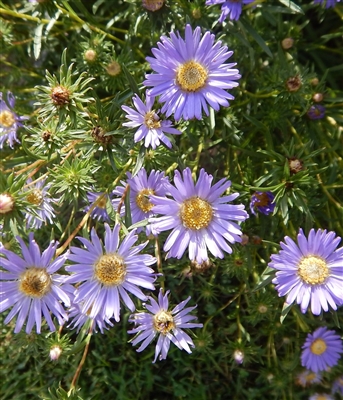 Southern Prairie Aster