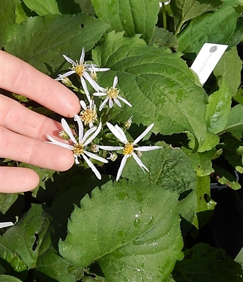 Big Leaf Aster