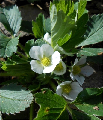 Wild Strawberry