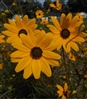 Narrow-leaved Sunflower