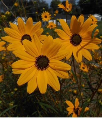 Narrow-leaved Sunflower