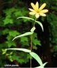 Woodland Sunflower