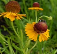 Purple-headed Sneezeweed