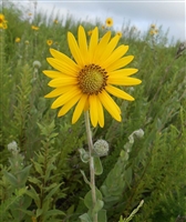 Downy Sunflower