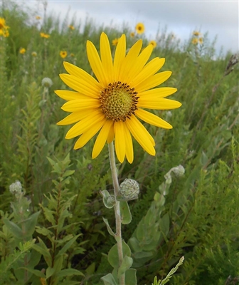 Downy Sunflower