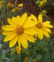 Few-leaved Sunflower