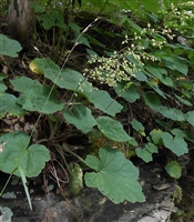 Hairy Alumroot