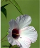 Halberd-leaf Rose Mallow