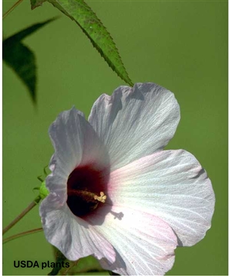 Halberd-leaf Rose Mallow