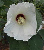 Rose Mallow