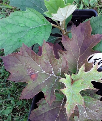 Oakleaf Hydrangea